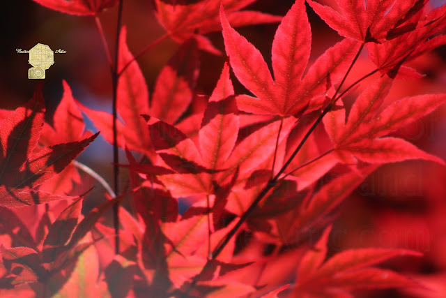 Venetian Red Japanese Maple Leaves