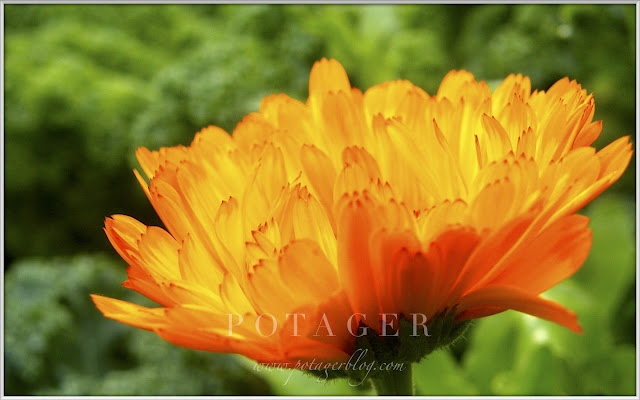 Orange Calendula backlit by morning sun