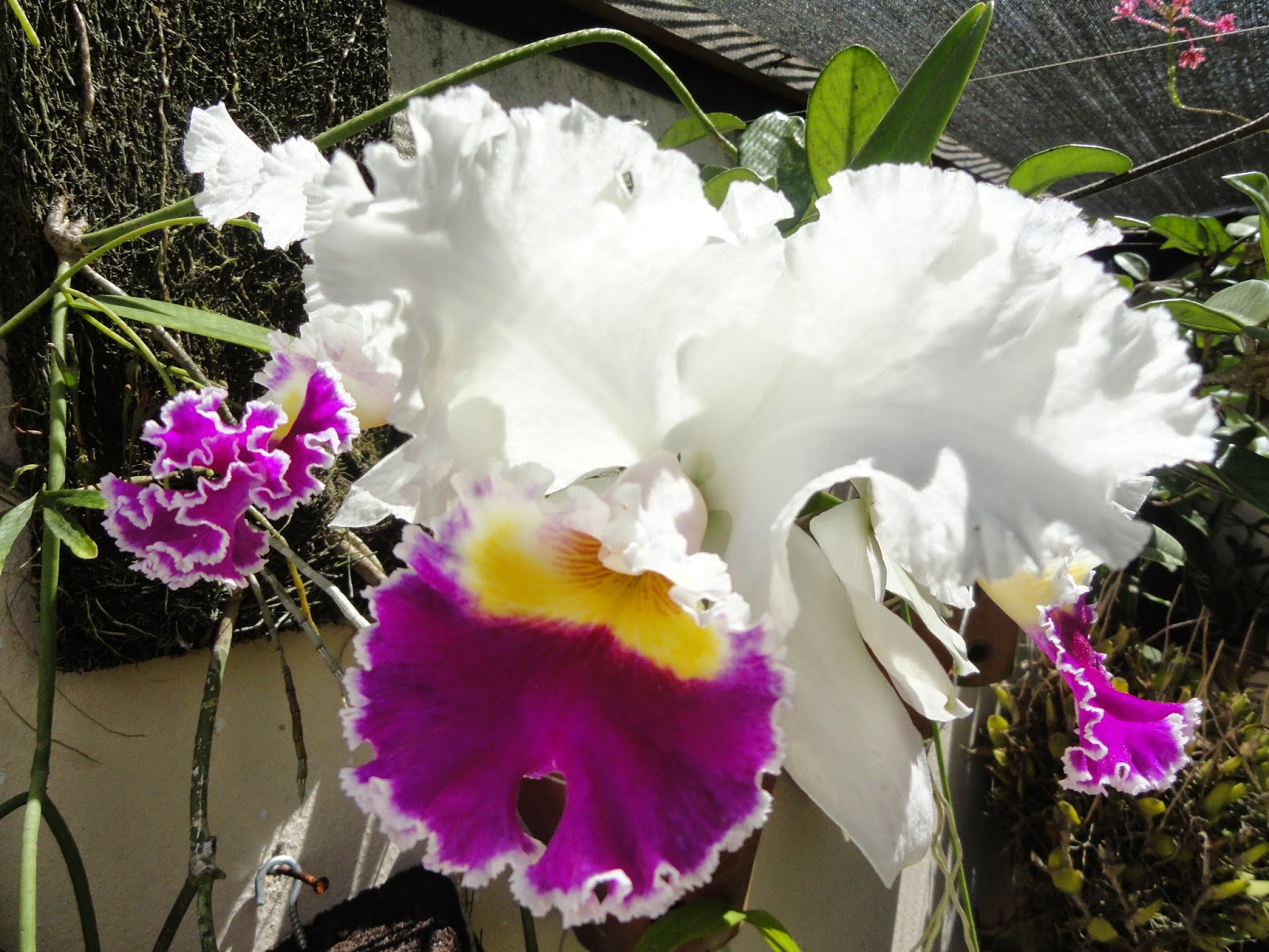Orquídeas do nosso quintal: fevereiro 2015