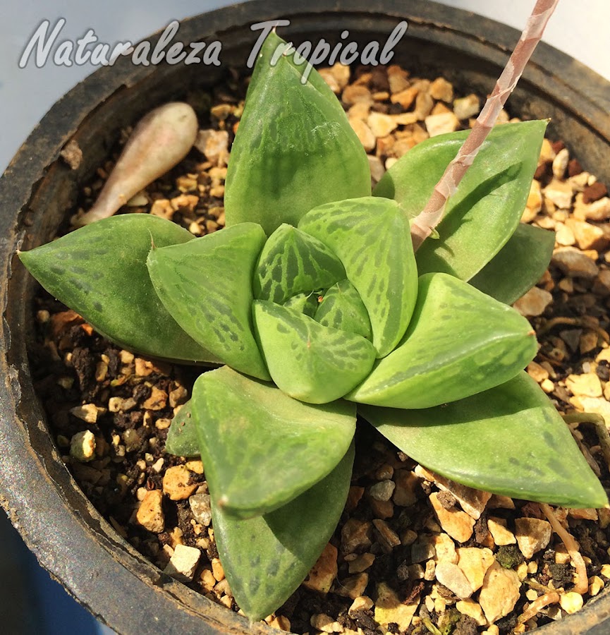 Una preciosa suculenta para tu colección, Haworthia cymbiformis