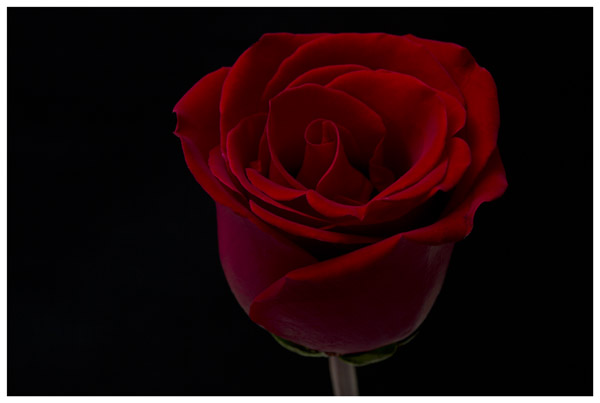 Adrian Shellard Photography: Roses