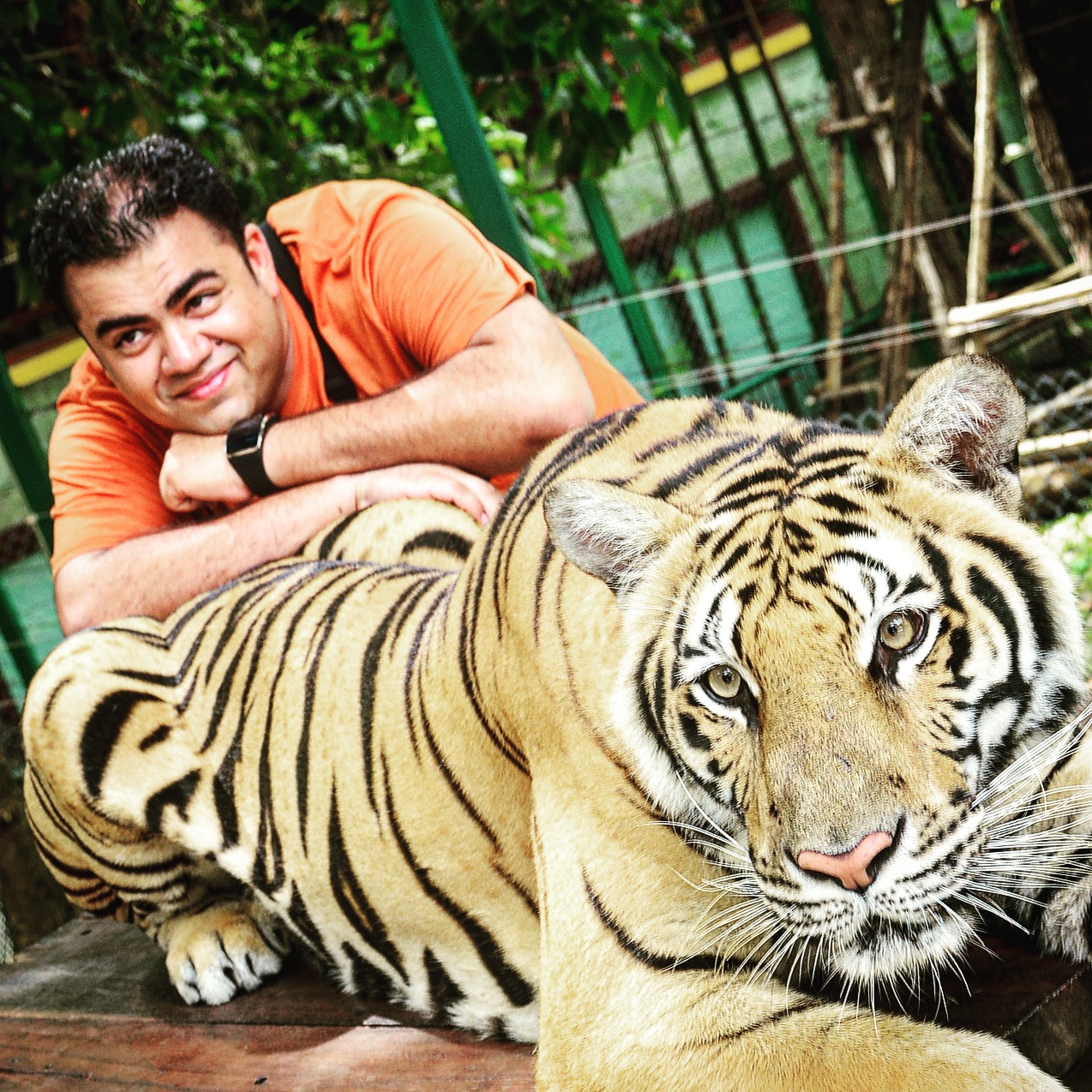 пхукет тайгер парк. тигриный зоопарк пхукет. королевство тигров phuket tiger kingdom. тайгер пхукет. тигры на пхукете.