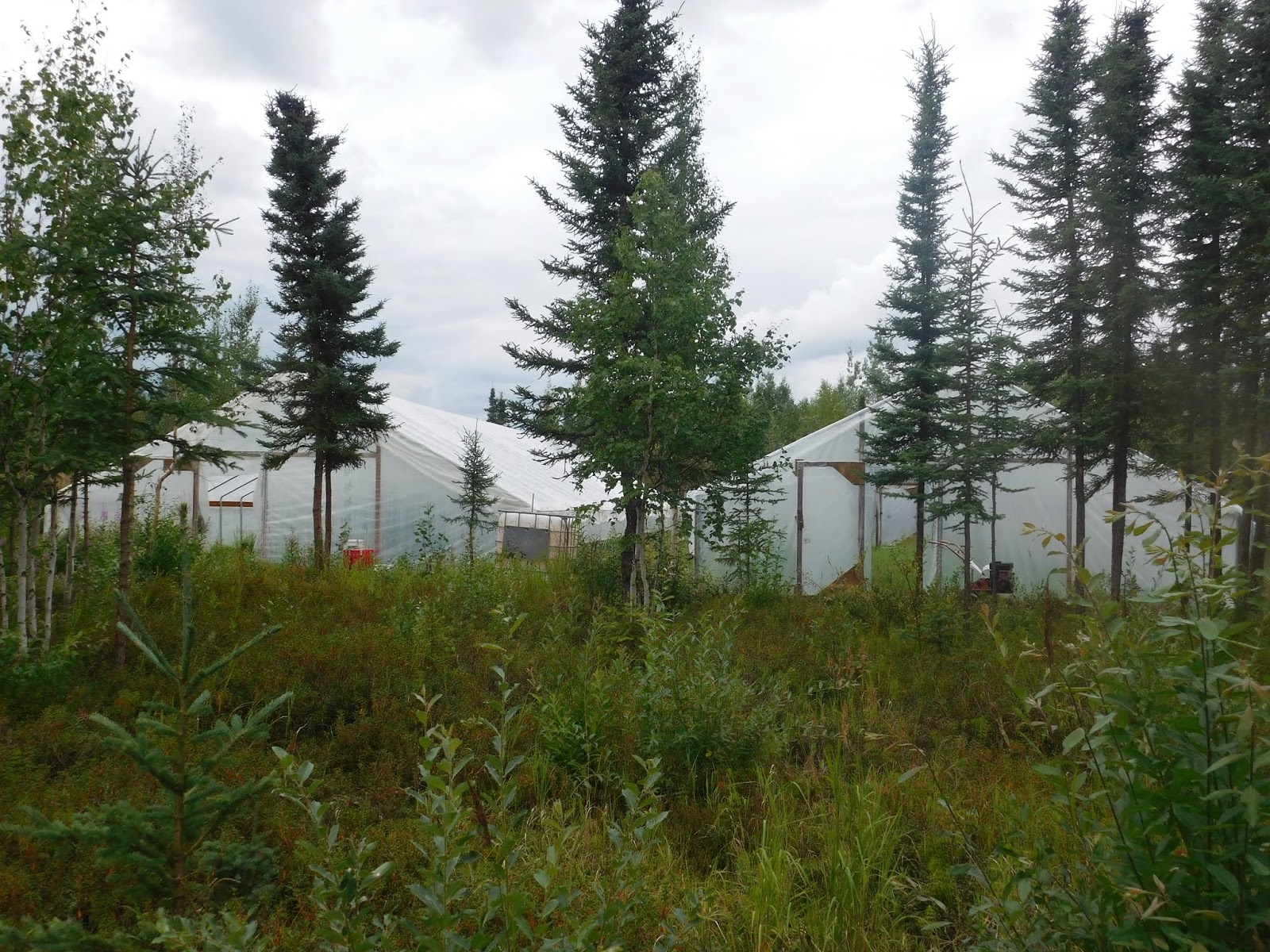 Sweet Homestead Alaska