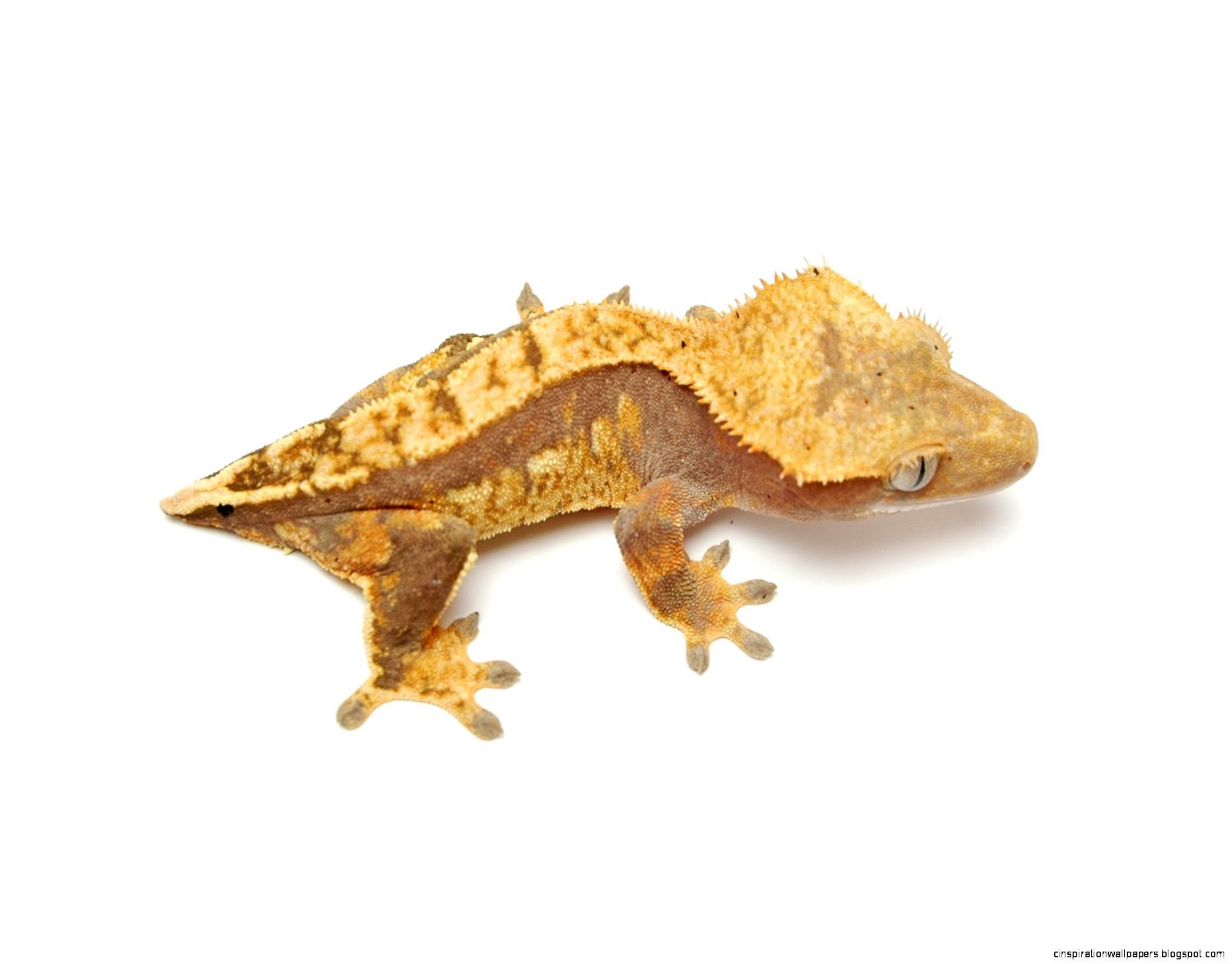 Crested Gecko