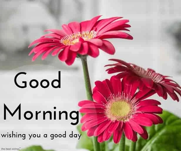good morning images with flowers