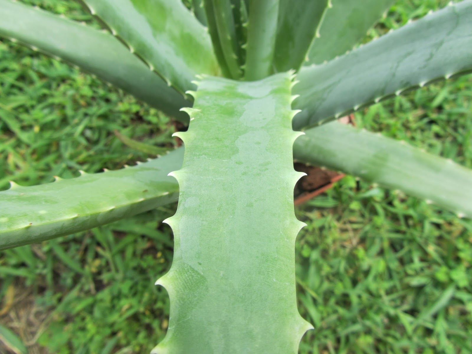 l aloe vera contiene nichel