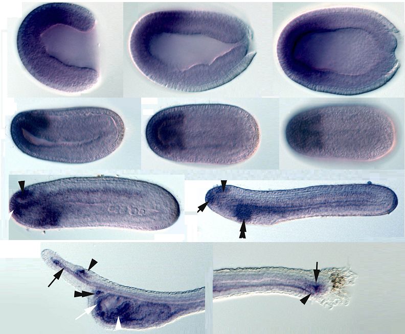 Amphioxus As A Model To Study The Evolution Of Development In Chordates ...