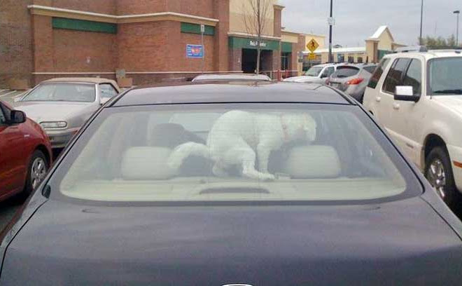 Photo : 愛犬を車内に放置した報いを受けるがいい ! !