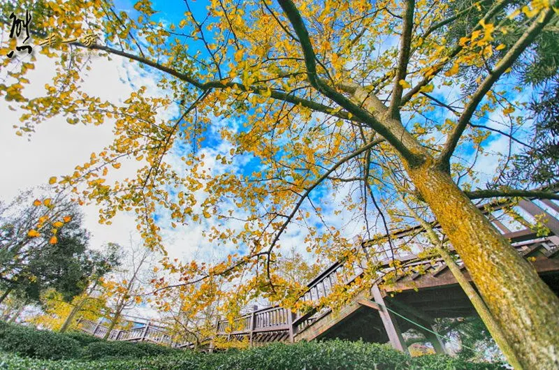 銀杏森林|武岫農圃|銀杏林觀景步道
