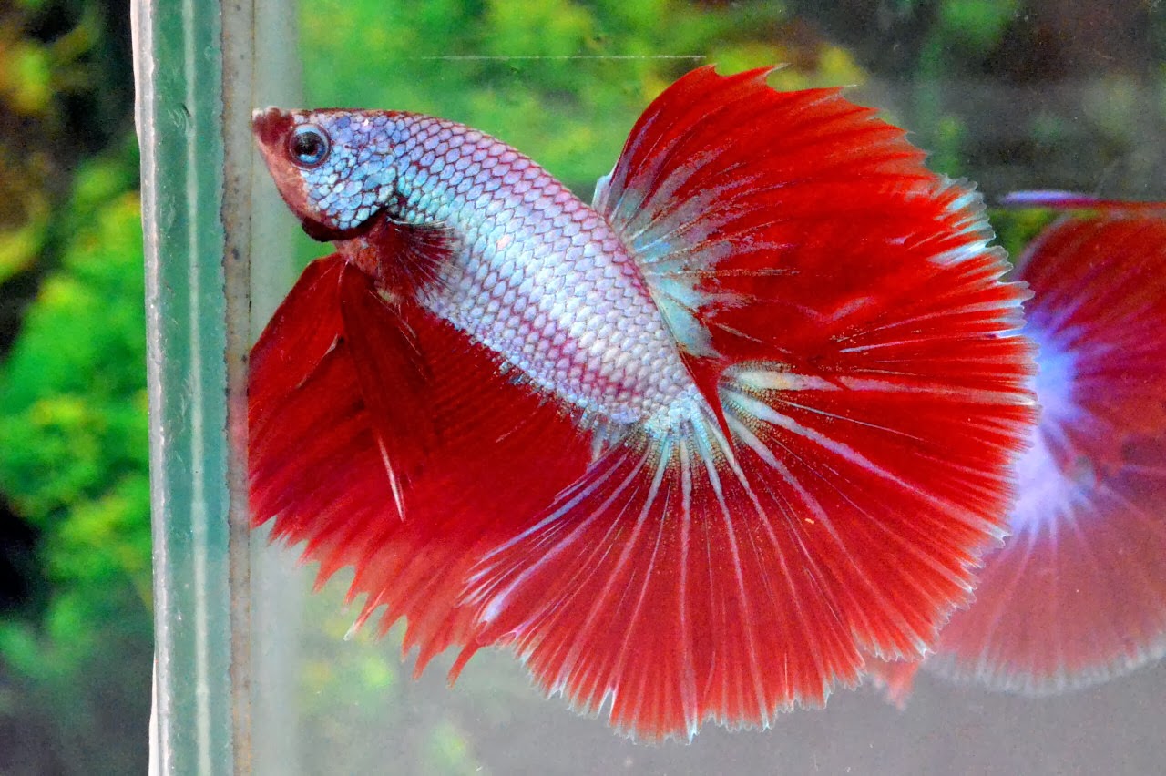 Menakjubkan! Keindahan Cupang Halfmoon Red Dragon yang Memikat