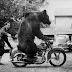 Believe or Not, but today a bear stole my bike