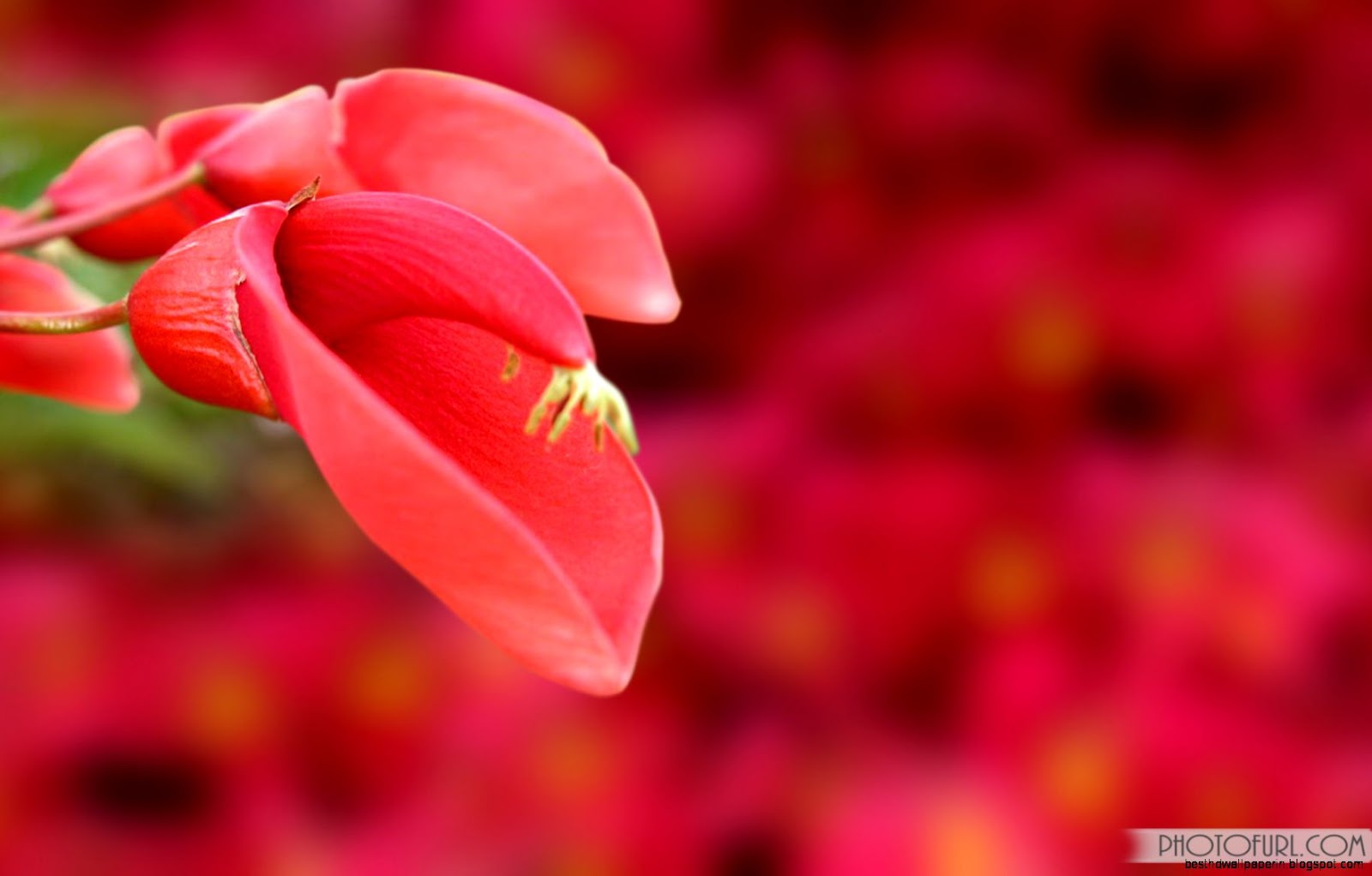 Free Animated Butterfly Desktop