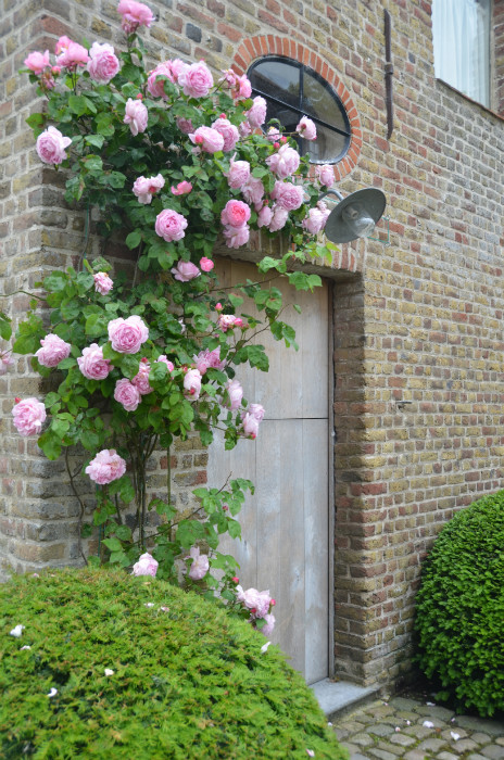 Climbing roses, Garnier estate: "Vaucelleshof" image via Garnier (be) website as seen on linenandlavender.net