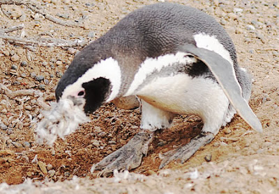 Punta Tombo - Los Pingüinos y el acondicionamiento del nido