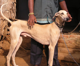 Indian Dog Breeds Price list