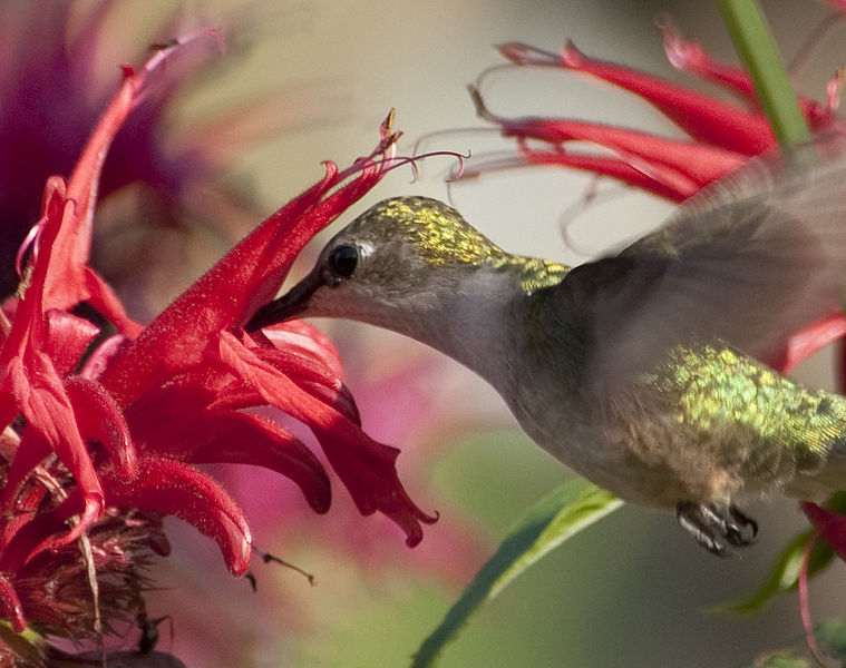 biosystems Mutualistic Symbiosis The Ruby Throated Humming Bird and