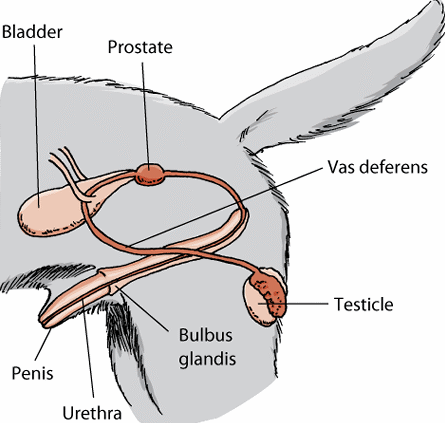 Reproduksi Anjing - Pendidikan Biologi uterus 3d diagrams 