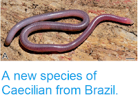 http://sciencythoughts.blogspot.co.uk/2015/02/a-new-species-of-caecilian-from-brazil.html