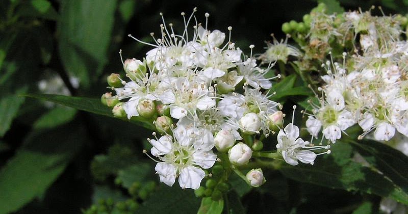 Plant Gallery Encyklopedia Roslin Spiraea Species And Varieties