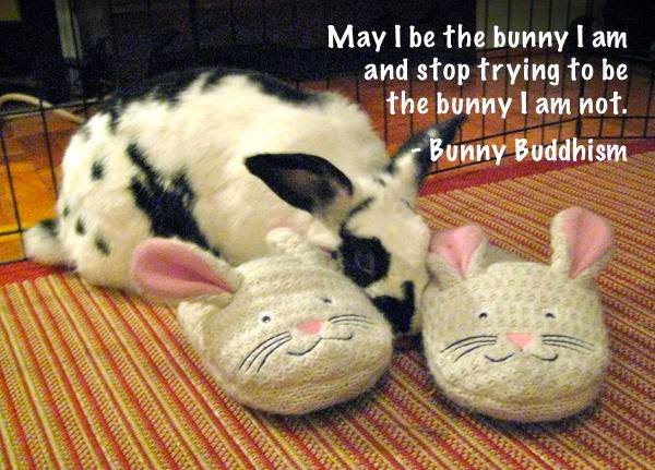 Bipolar Rabbit Bipolar Bunny: Bunny Buddhism