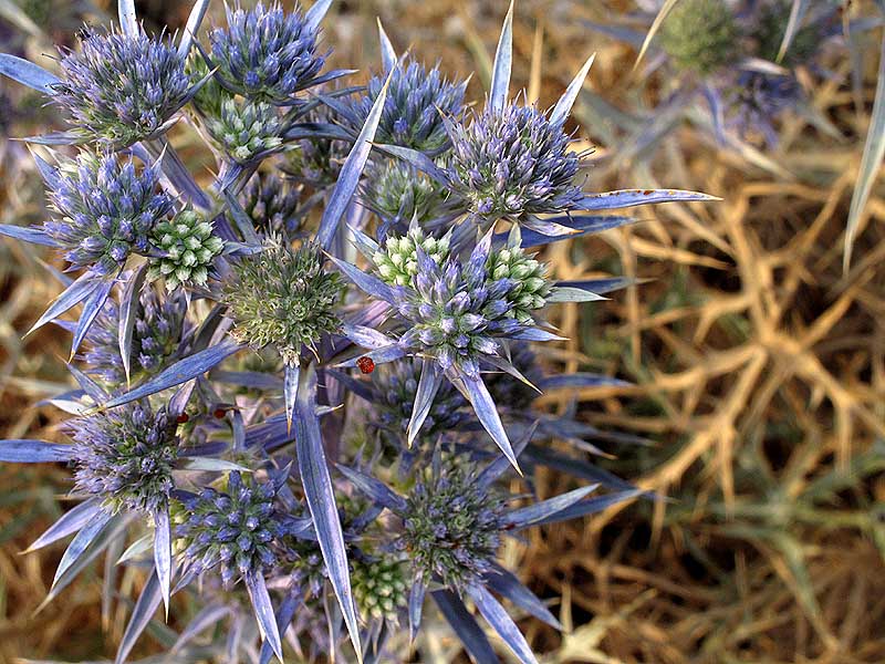 Flora Attica Eryngium amethystinum