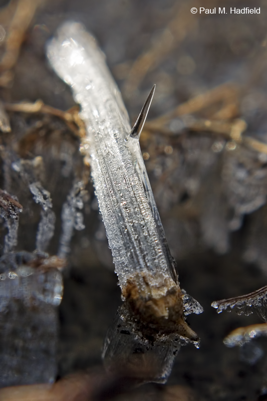 Paul M. Hadfield Ice Worms