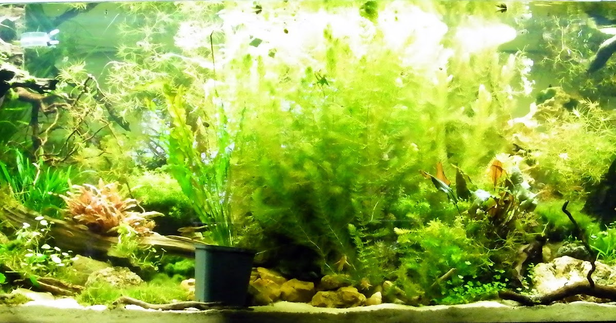 moss-maniac: Neue Pflanzen und noch ein paar Fische...