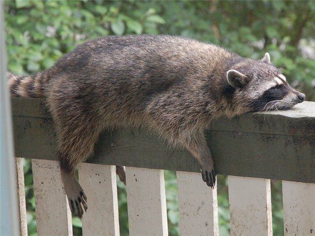 https://3.bp.blogspot.com/-S8WSxqsjUkg/VbNZrNNrpkI/AAAAAAAATyQ/SPYWoFur-oI/s640/procione%2Bstanco.jpg