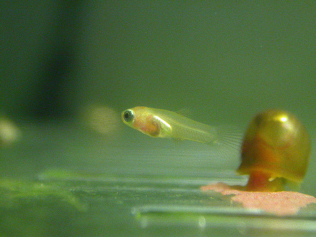 Baby Guppy Development: Understanding the Growth and Development of Your Guppy Fry