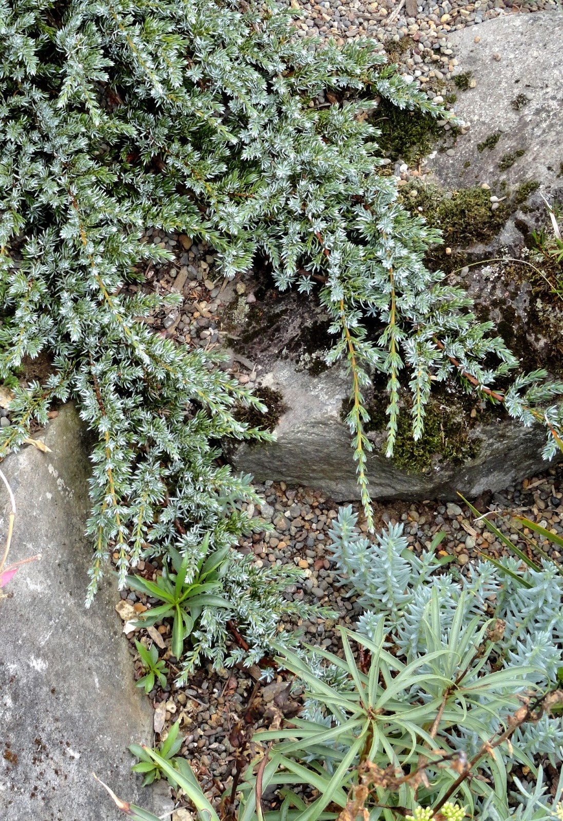 Greencube Garden And Landscape Design Uk So What Plants Look