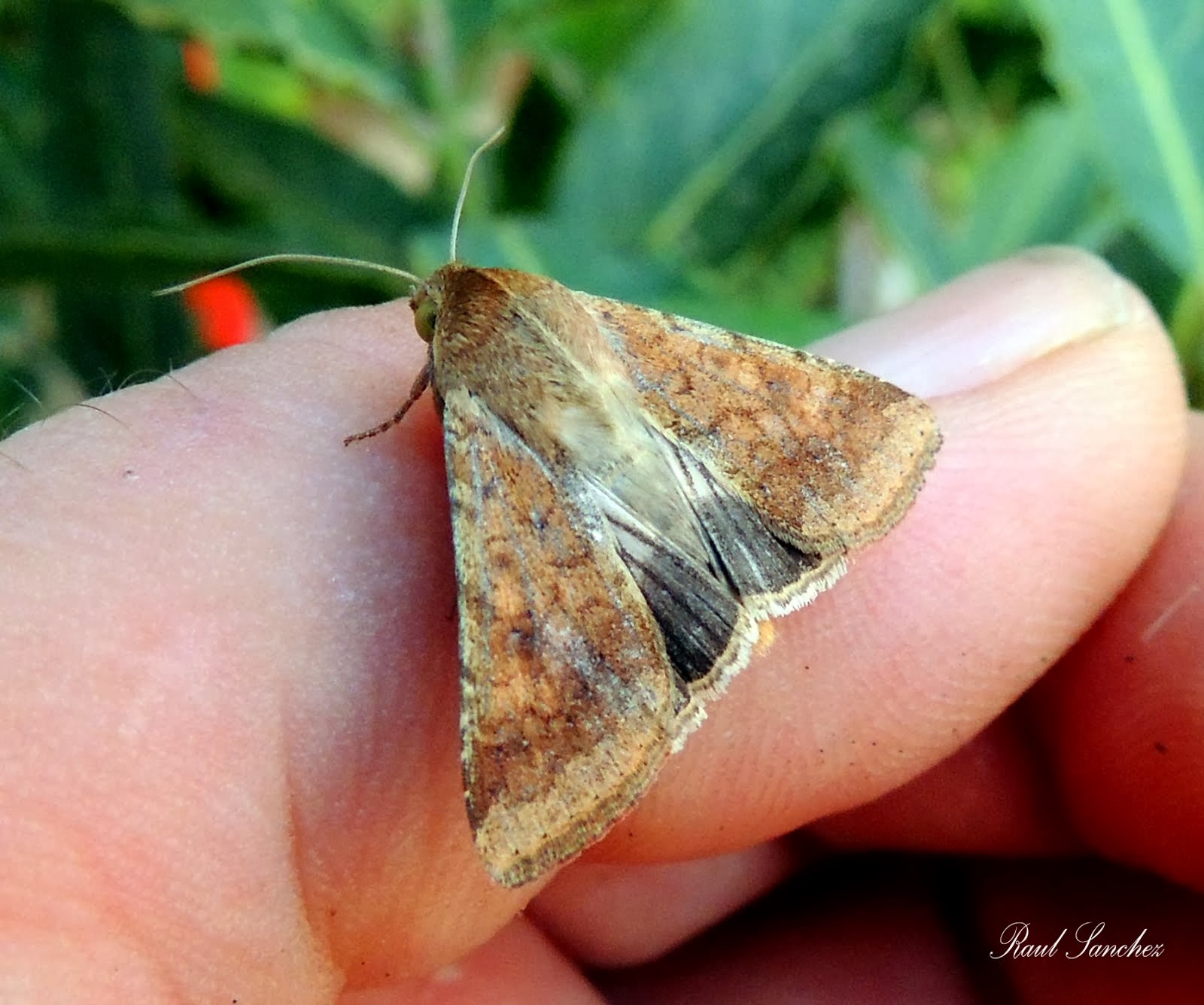 Mariposilla