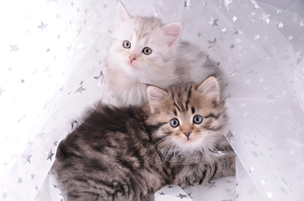 Snowgum Siberian Cats  and Kittens  Too  cute  