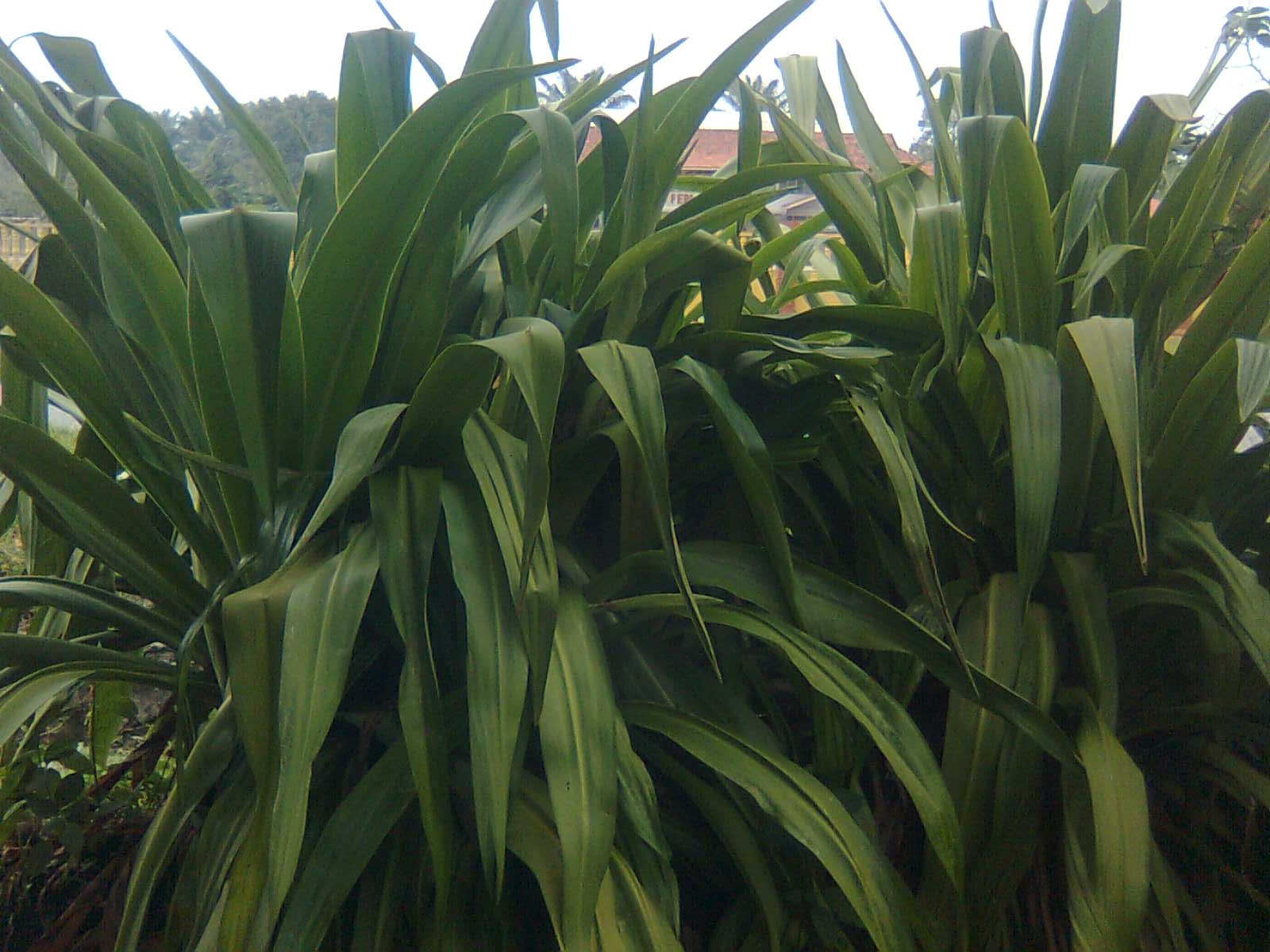 PRIVET.COM/ myBLOG@2012: alam tumbuhan 1