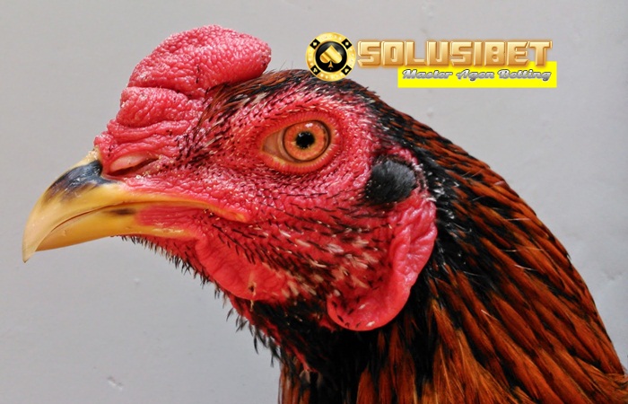 Bentuk Mata Ayam Bangkok yang Berkualitas Panduan Cara Main Sbobet