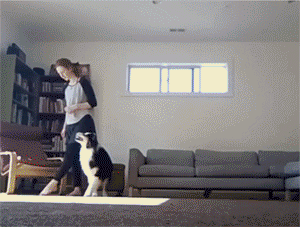 1.gif