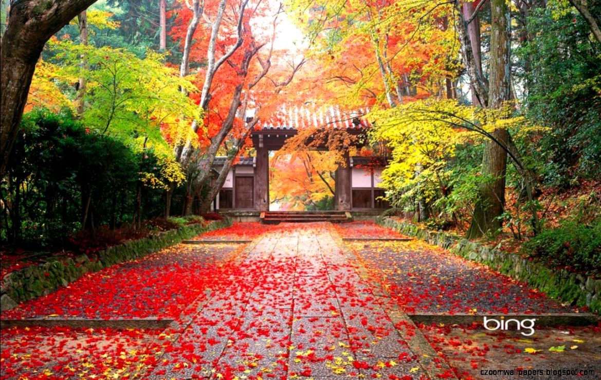 red leaves scenery wallpaper
