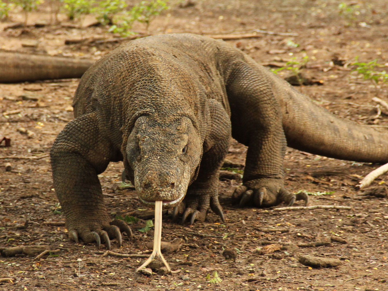 Gambar Komodo Dragon Facts Pictures Wallpapers Coloring Pages di ...