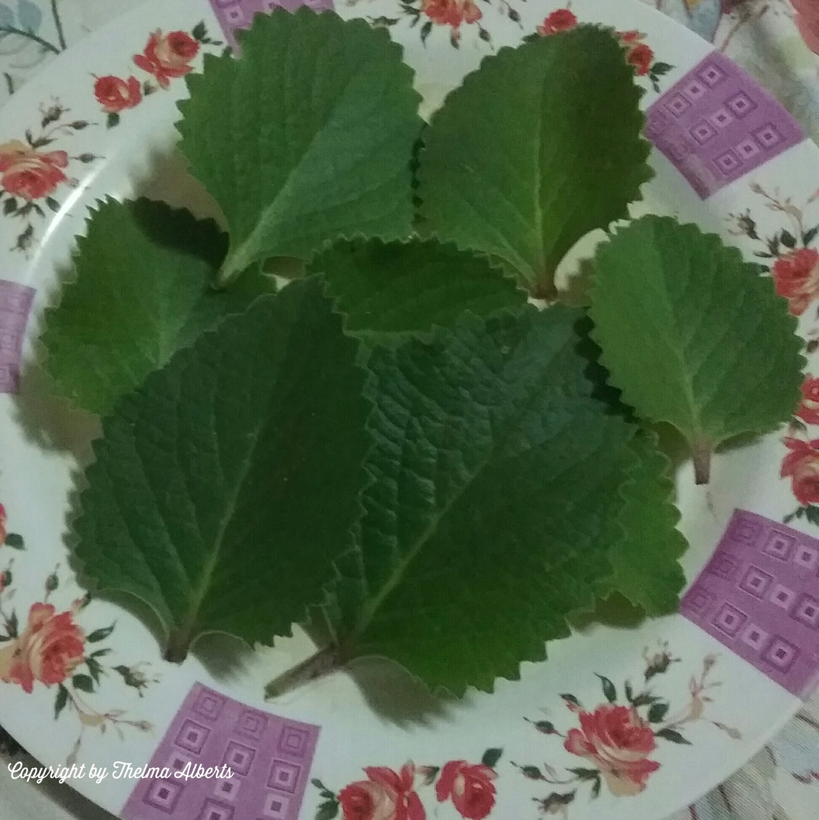 Thelmas' Tropical Garden Kalabo, The Philippines Oregano for Coughs
