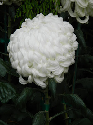 White incurve mum at the Allan Gardens Conservatory 2015 Chrysanthemum Show by garden muses-not another Toronto gardening blog