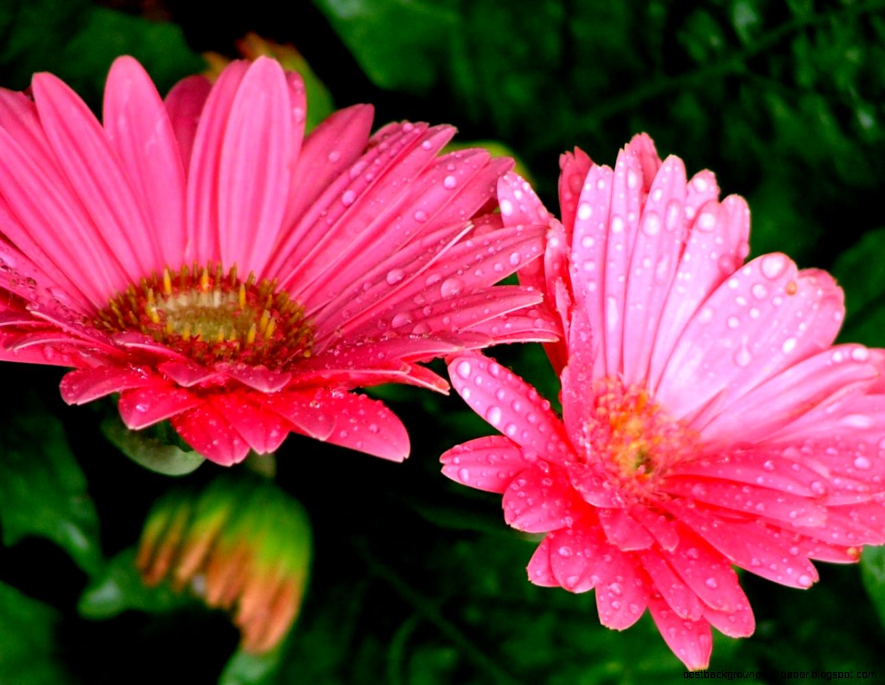 Free Wallpaper Springtime Flowers