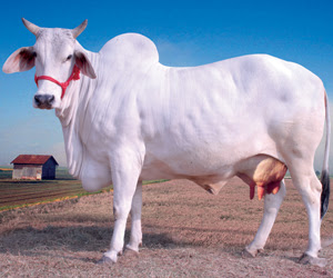 Cow Images, hd photo  Free Download  13