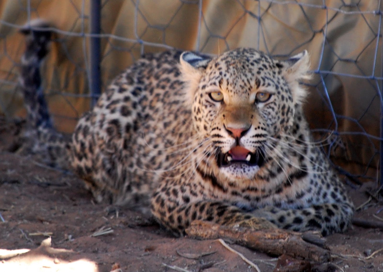 Life on the Farm Lightning's Success Story