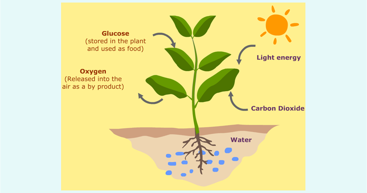 Fungsi Bahasa Indonesia Dalam Peristiwa Sumpah Pemuda