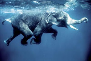 Elefante sabe nadar