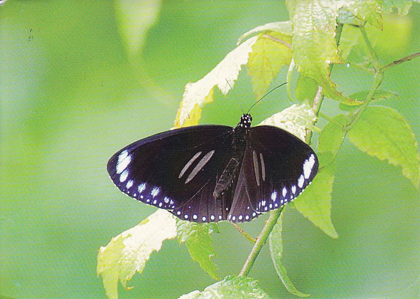 Postcard A La Carte: Taiwan - Double-branded Crow Butterfly