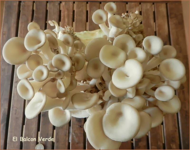 Setas Ostra de Resetea