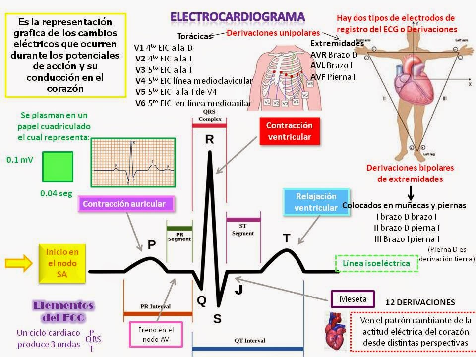 Blog de Fisiologia Mdica de Brenda de Jess Valdez Armenta ...