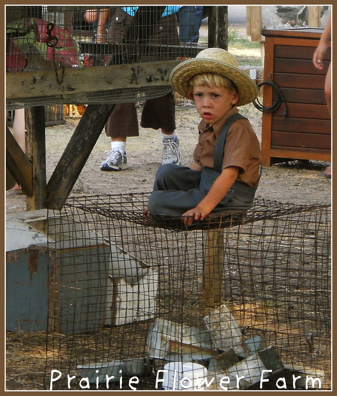 Prairie Flower Farm Yoder Chicken Auction....so much fun!