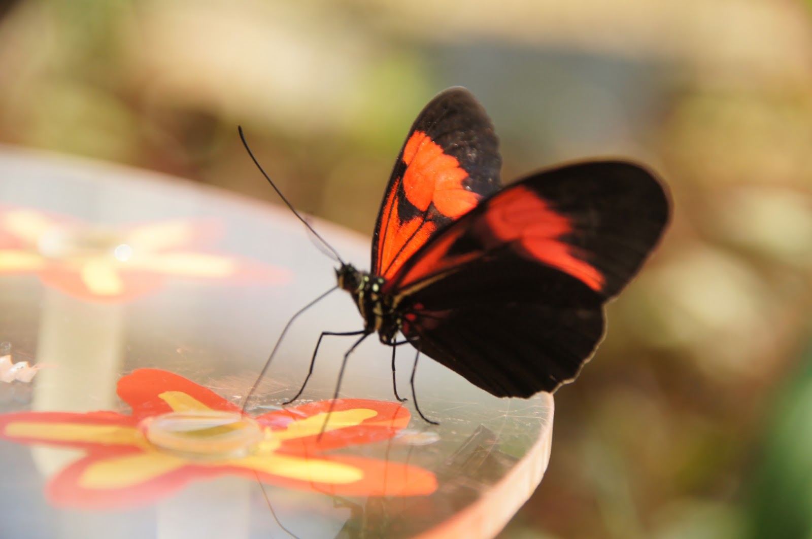 Glücksflügel Tropische Schmetterlinge im Botanischen
