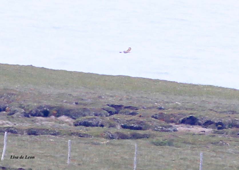 Birding with Lisa de Leon St. Shott's Sod Farm Challenge